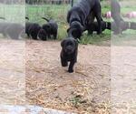 Small #6 Labrador Retriever