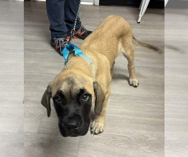 Medium Photo #1 Mastiff-Unknown Mix Puppy For Sale in Belleville, MI, USA