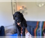 Small Photo #10 F2 Aussiedoodle-Irish Doodle Mix Puppy For Sale in SACRAMENTO, CA, USA