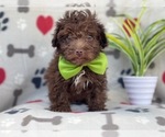 Small Photo #1 Poodle (Miniature)-Schnoodle (Miniature) Mix Puppy For Sale in LAKELAND, FL, USA