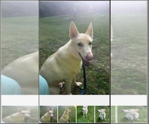 - Mix Dogs for adoption in Winston Salem, NC, USA