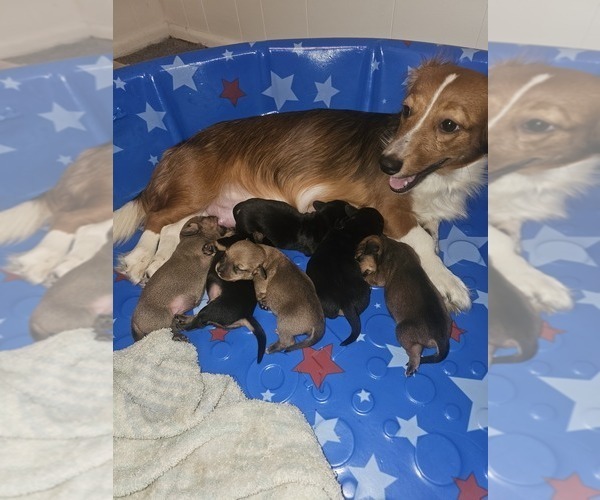 Medium Photo #1 Dachshund Puppy For Sale in SPIRO, OK, USA