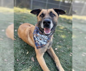 Otis - Male Mutt Dog for Adoption - Photo #6