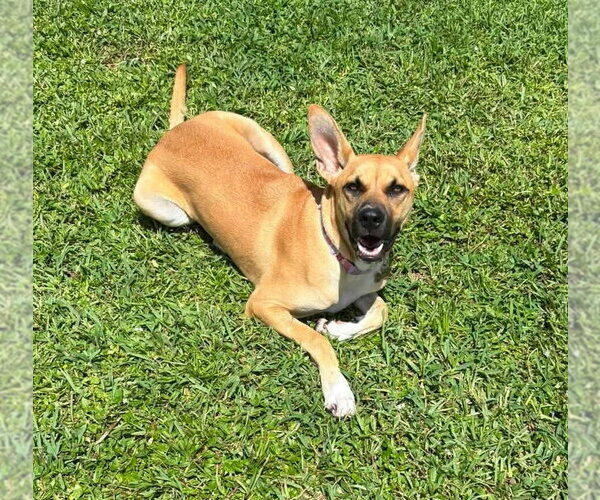 Medium Photo #2 Labrador Retriever-Mountain Cur Mix Puppy For Sale in Royal Palm Beach, FL, USA