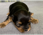 Small #6 Yorkshire Terrier
