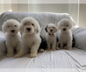 Old English Sheepdog Puppy for sale in CHICAGO, IL, USA
