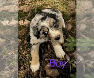 Medium Australian Shepherd