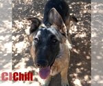 Small Photo #4 German Shepherd Dog-Unknown Mix Puppy For Sale in Apple Valley, CA, USA