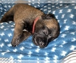 Small Photo #247 Belgian Malinois Puppy For Sale in REESEVILLE, WI, USA