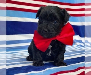 YorkiePoo Puppy for sale in LANCASTER, PA, USA
