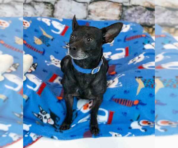 Medium Photo #4 Jack Chi Puppy For Sale in Kennesaw, GA, USA