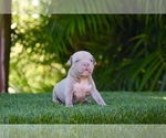 Puppy 5 American Bully