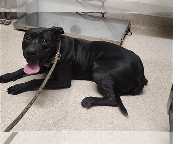 Medium Photo #1 American Pit Bull Terrier Puppy For Sale in Bakersfield, CA, USA