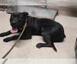 Small American Pit Bull Terrier