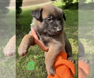 Malinois Puppy for sale in Caledonia, Ontario, Canada