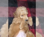 Small #17 Goldendoodle