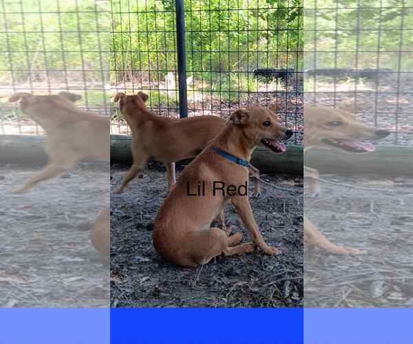 Medium Photo #2 - Mix Puppy For Sale in Farmerville, LA, USA