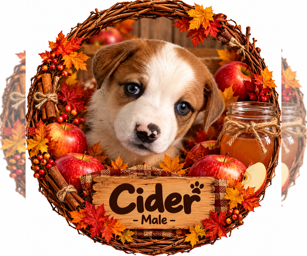 Medium Photo #2 Australian Shepherd-Unknown Mix Puppy For Sale in Aurora, IN, USA