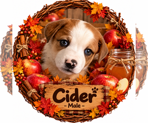 Pumpkin Patch Pups : Cider - Male Australian Shepherd-Unknown Mix Dog for Adoption - Photo #2