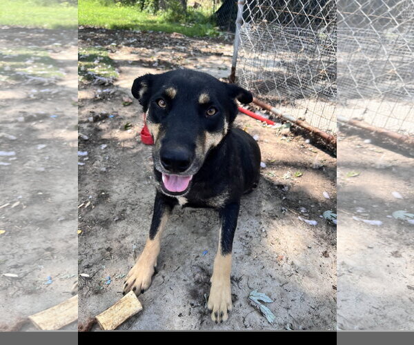 Medium Photo #5 Siberian Husky-Unknown Mix Puppy For Sale in Tracy City, TN, USA