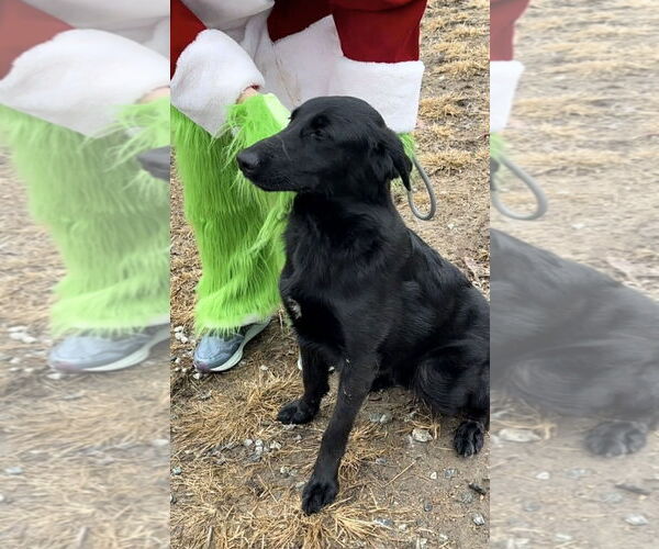 Medium Photo #4 Golden Shepherd Puppy For Sale in Thomasville, NC, USA