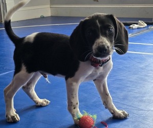 Labbe Puppy for sale in APPOMATTOX, VA, USA