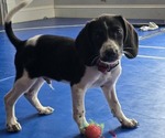 Small Labbe