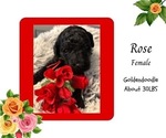 Puppy Rose Goldendoodle