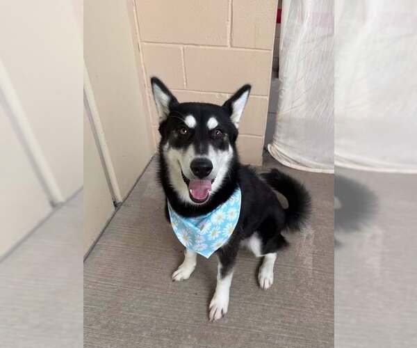 Medium Photo #1 Siberian Husky-Unknown Mix Puppy For Sale in McKinney, TX, USA