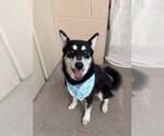 Small Siberian Husky Mix