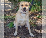 Small #2 Puggle