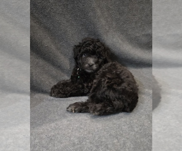 Medium Photo #2 Whoodle (Miniature) Puppy For Sale in KATY, TX, USA