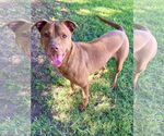 Small #1 American Pit Bull Terrier-Labrador Retriever Mix