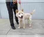 Small Chow Chow Mix