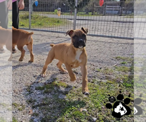 Boxer Puppy for sale in LAKELAND, FL, USA