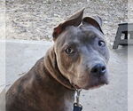 Small #1 American Pit Bull Terrier Mix