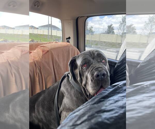 Medium Photo #4 Neapolitan Mastiff Puppy For Sale in Ellisville, MO, USA