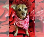 Small Photo #10 Chihuahua-Unknown Mix Puppy For Sale in Arlington, VA, USA