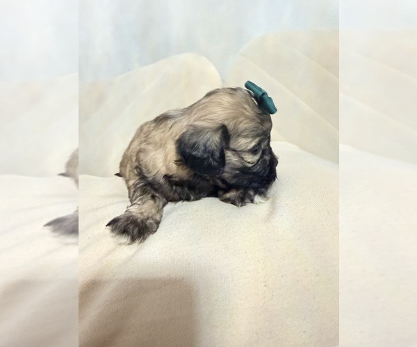 Medium Photo #29 Shih Tzu Puppy For Sale in LANCASTER, CA, USA