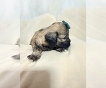 Small Photo #29 Shih Tzu Puppy For Sale in LANCASTER, CA, USA