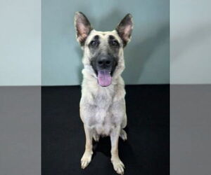 Mutt Dogs for adoption in Mt. Laurel, NJ, USA