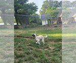 Small #1 Beagle-Great Pyrenees Mix