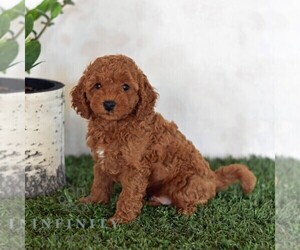 Poodle (Miniature) Puppy for Sale in MILL HALL, Pennsylvania USA