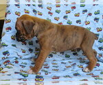Small Photo #4 Boxer Puppy For Sale in SHILOH, OH, USA