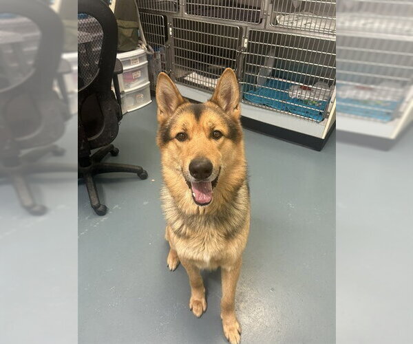 Medium Photo #1 Gerberian Shepsky Puppy For Sale in London, Ontario, Canada