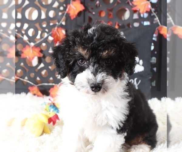 Medium Photo #2 Aussiedoodle-Poodle (Toy) Mix Puppy For Sale in MOUNT VERNON, OH, USA