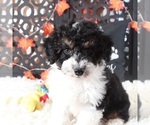 Small #1 Aussiedoodle-Poodle (Toy) Mix