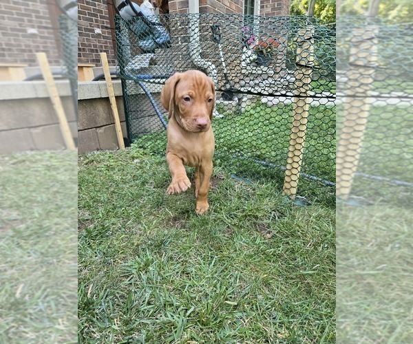 Medium Photo #10 Vizsla Puppy For Sale in PINCKNEY, MI, USA