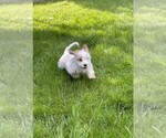 Puppy Layla Cavachon