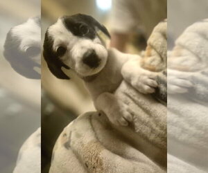 Labrador Retriever-Unknown Mix Dogs for adoption in The Woodlands, TX, USA